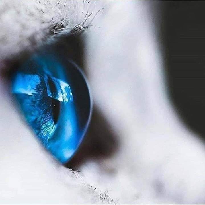 Blue Eye - Cat