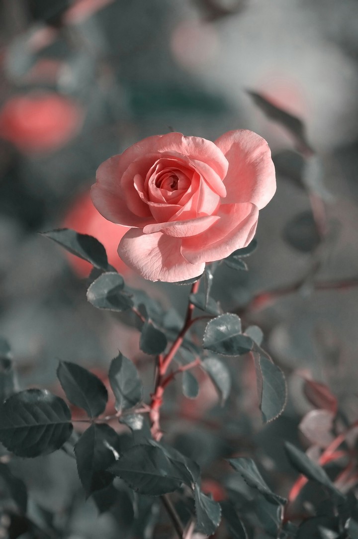 rose
