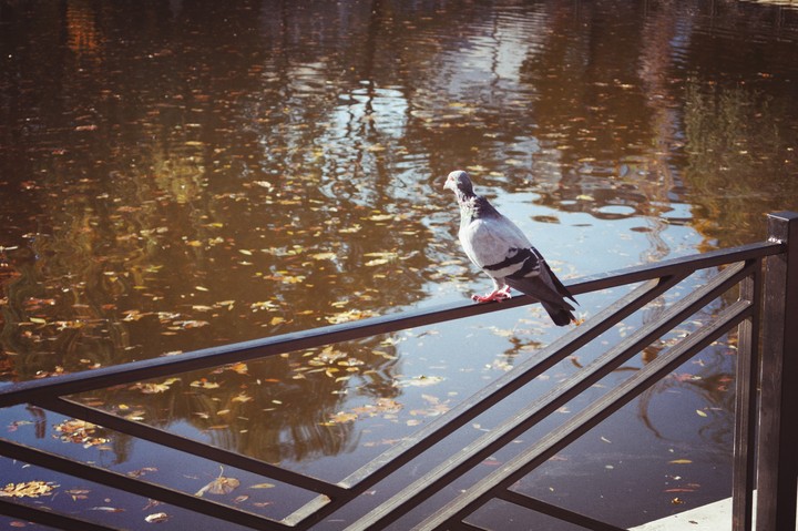 autumn