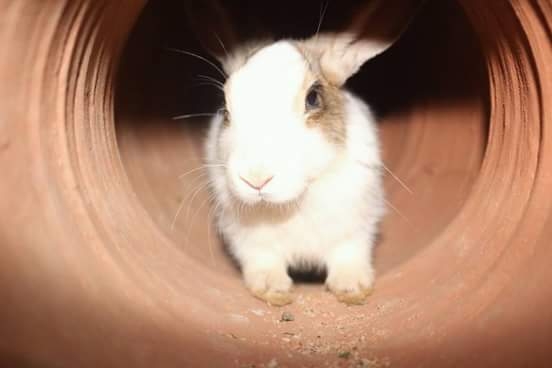 my rabbit