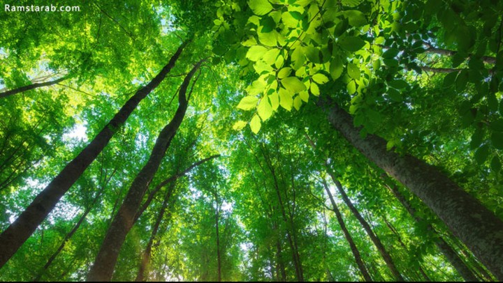 trees