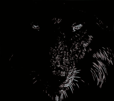 wolf