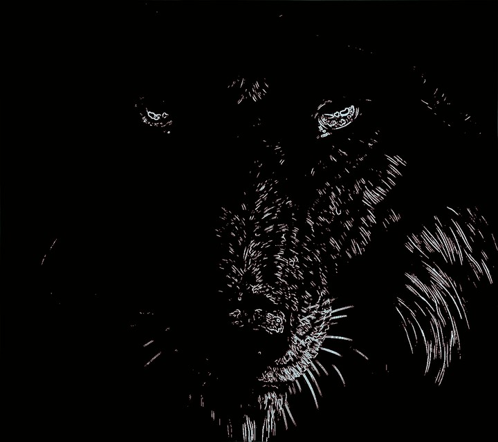 wolf