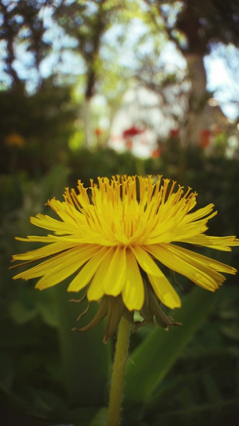 dandelion