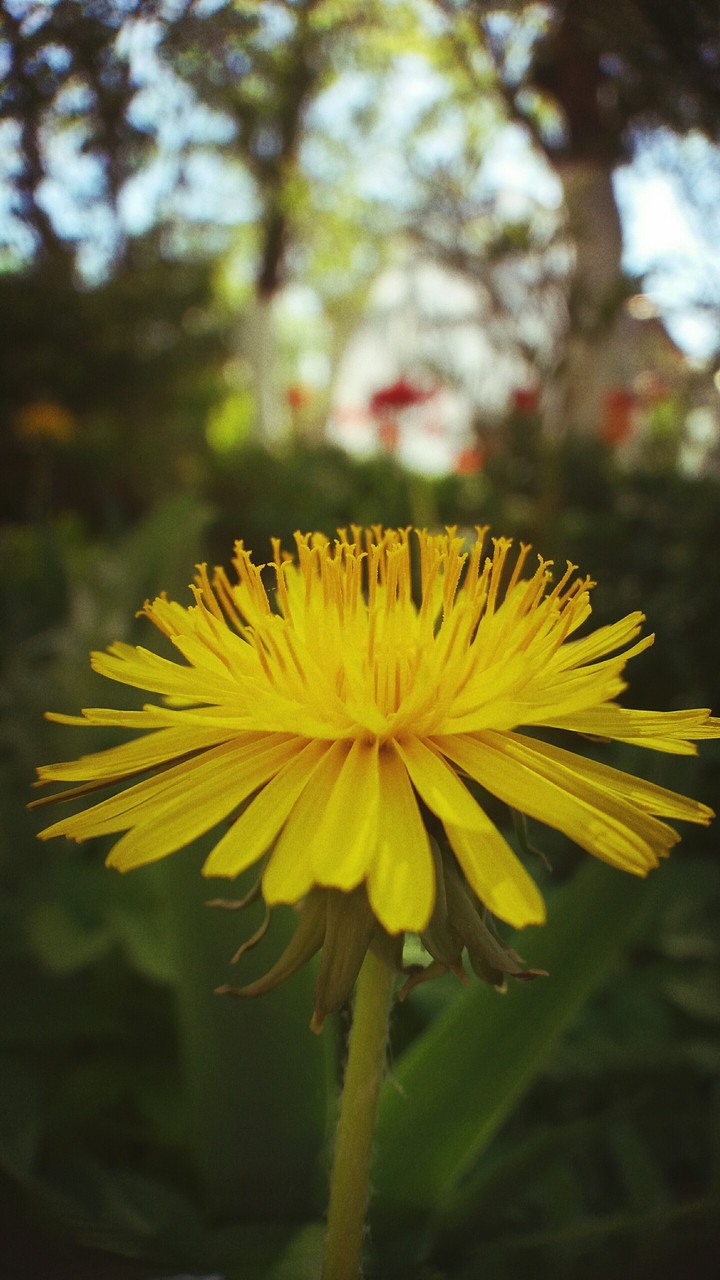 dandelion