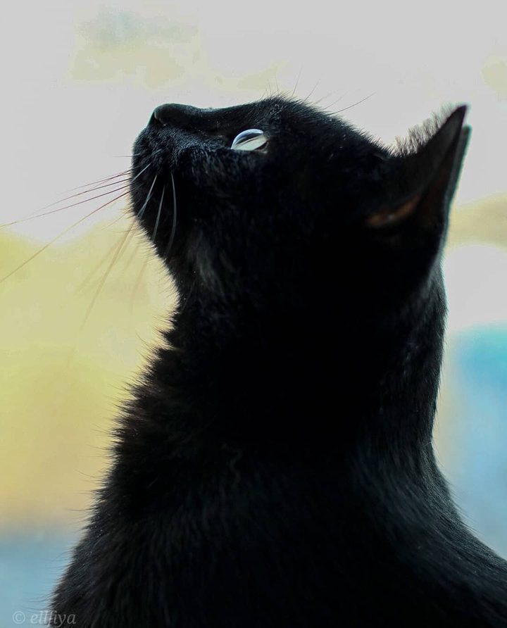 черная кошка