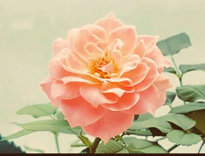 rose