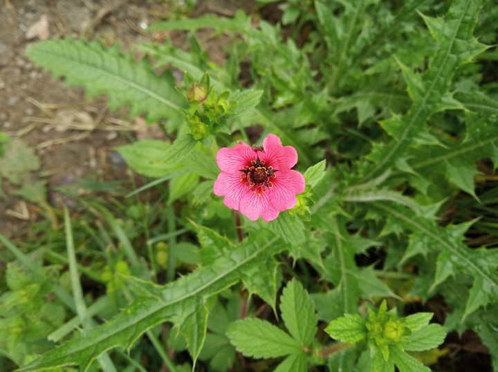 Nature