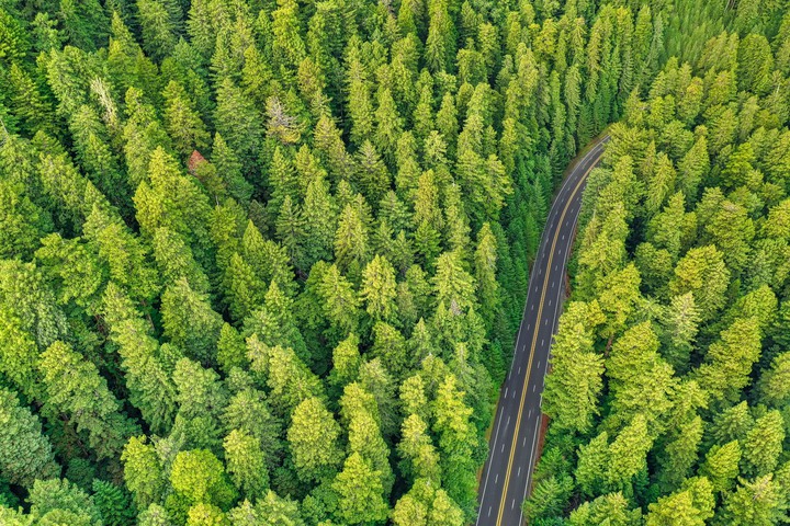 Stay It Green