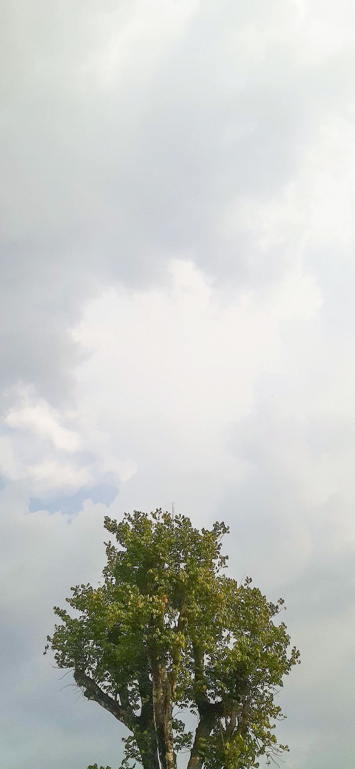 Trước cơn mưa ?