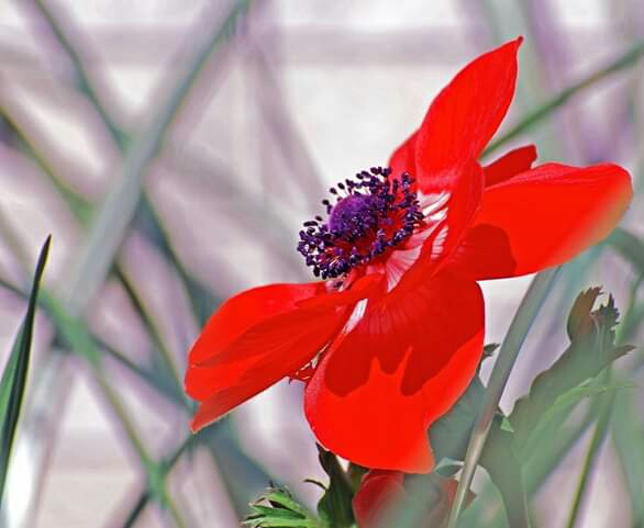 Anemone