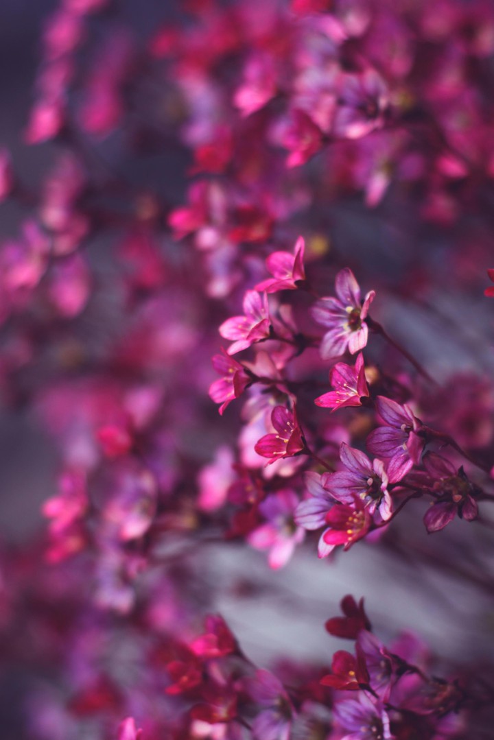 Blossom