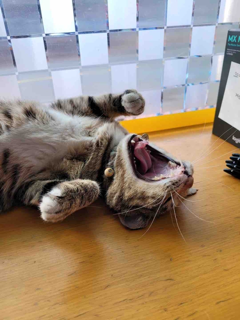 양이