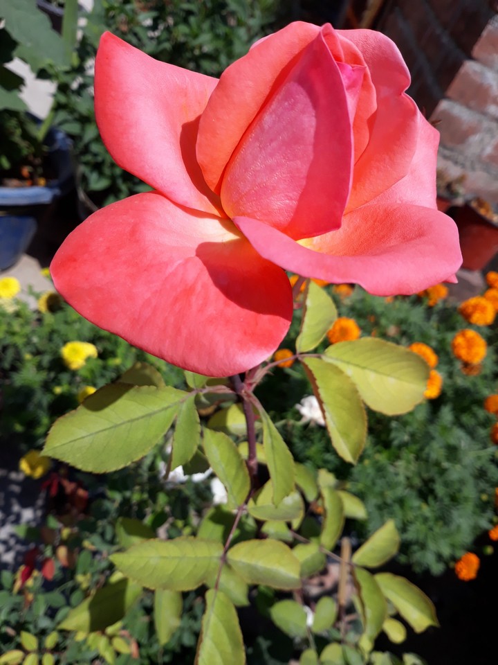 photo from my garden