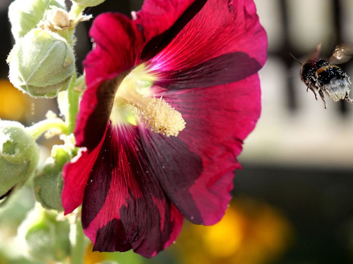 Hummel, Tiere, Insekten, Blumen, Pflanzen
