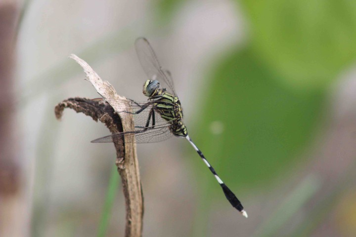 dragon fly