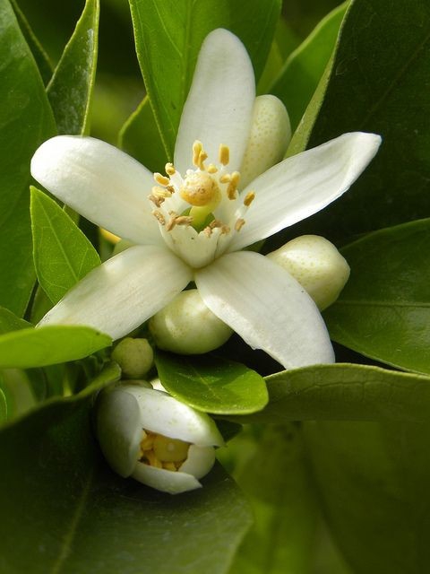 orange flowers