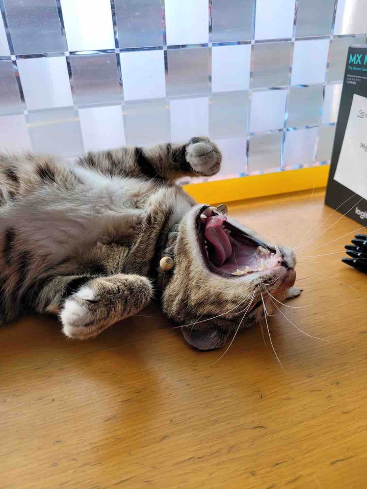 양이