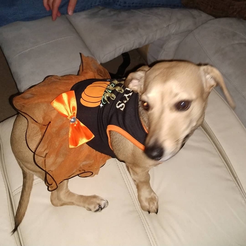 My little pumpkin