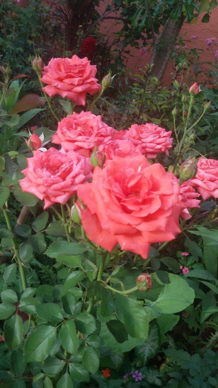 More pink roses!!!