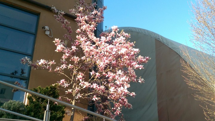 Magnolia