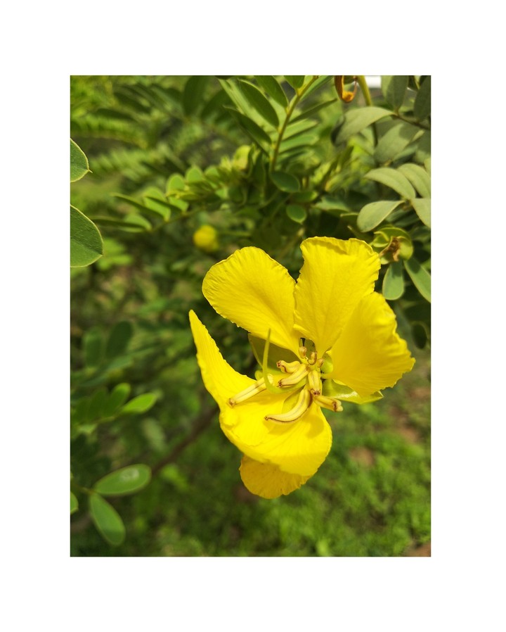 lili flower