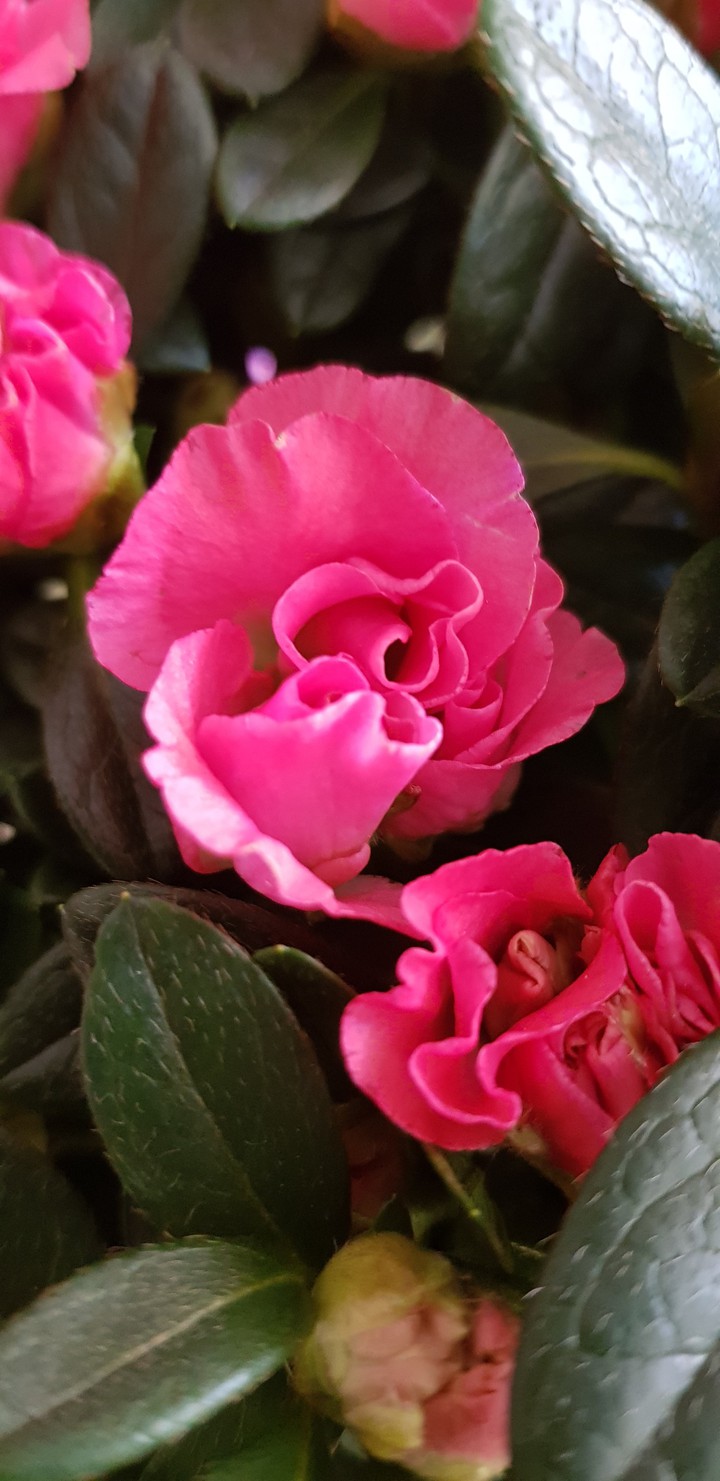 Paeonia