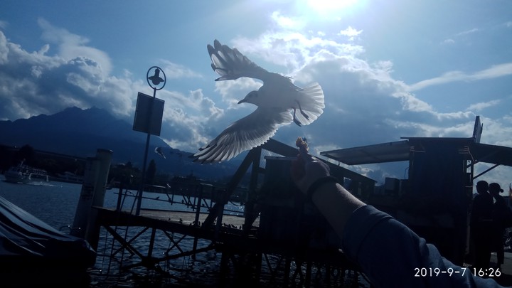 Lucerne