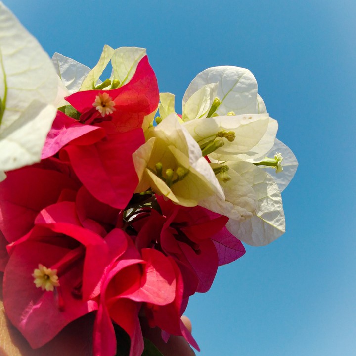 Flower in the sky