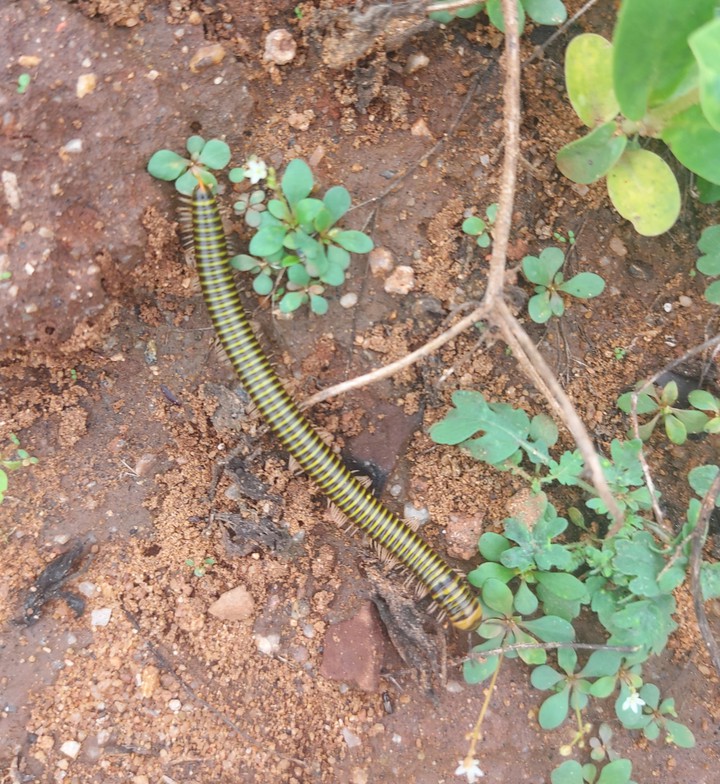 centipede
