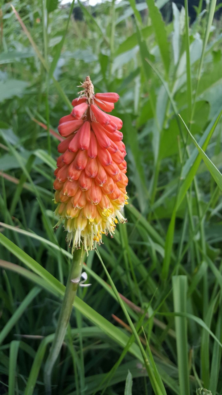 Red flower
