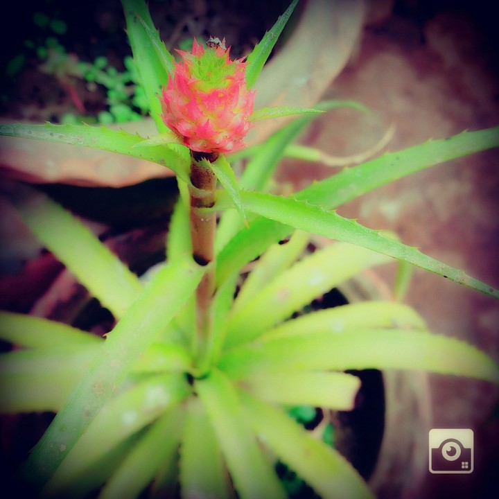 pineapple