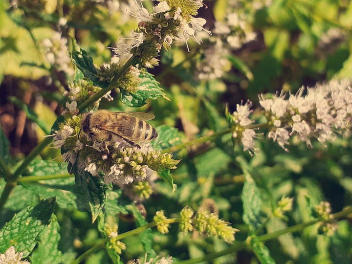 bee