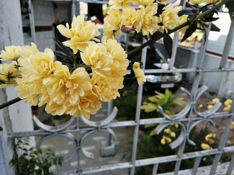 yellow flowers with duster