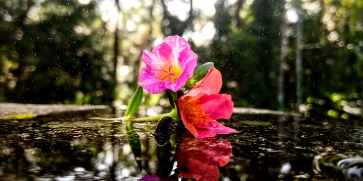 flower