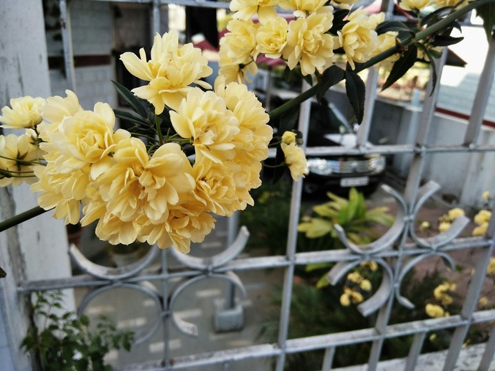 yellow flowers with duster