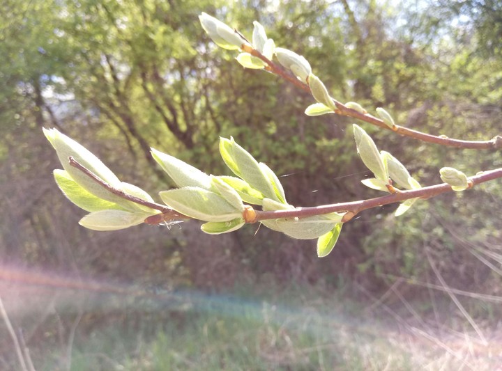 Spring