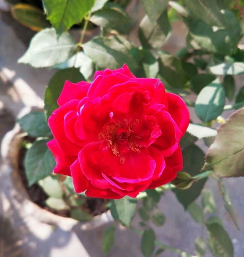 flowers