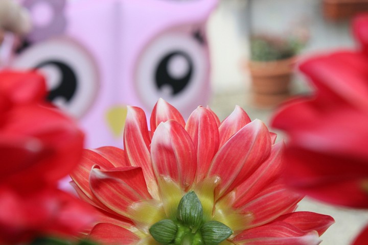 flower
