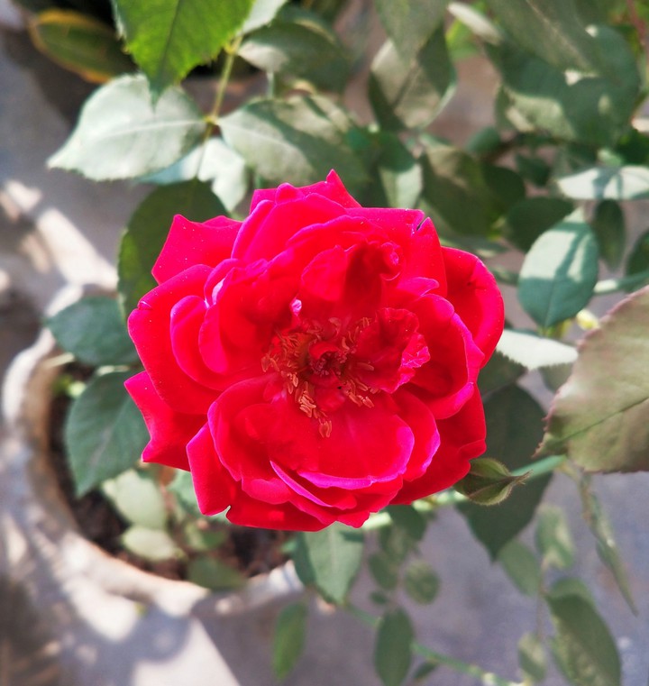 flowers
