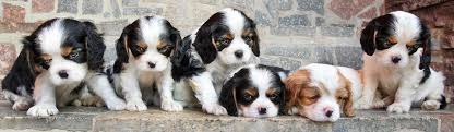 Hunde