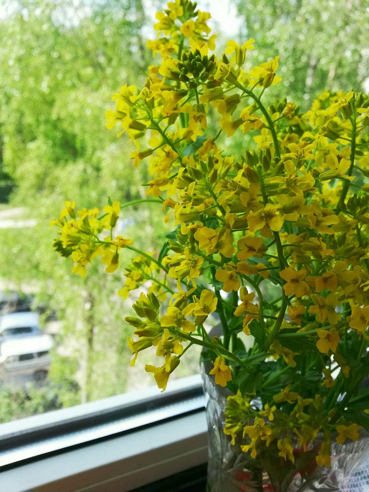 spring