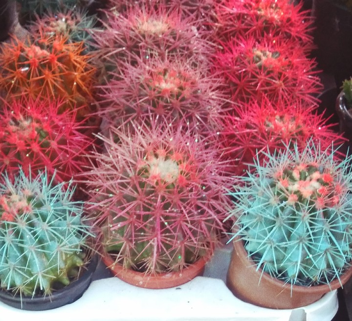 cactus