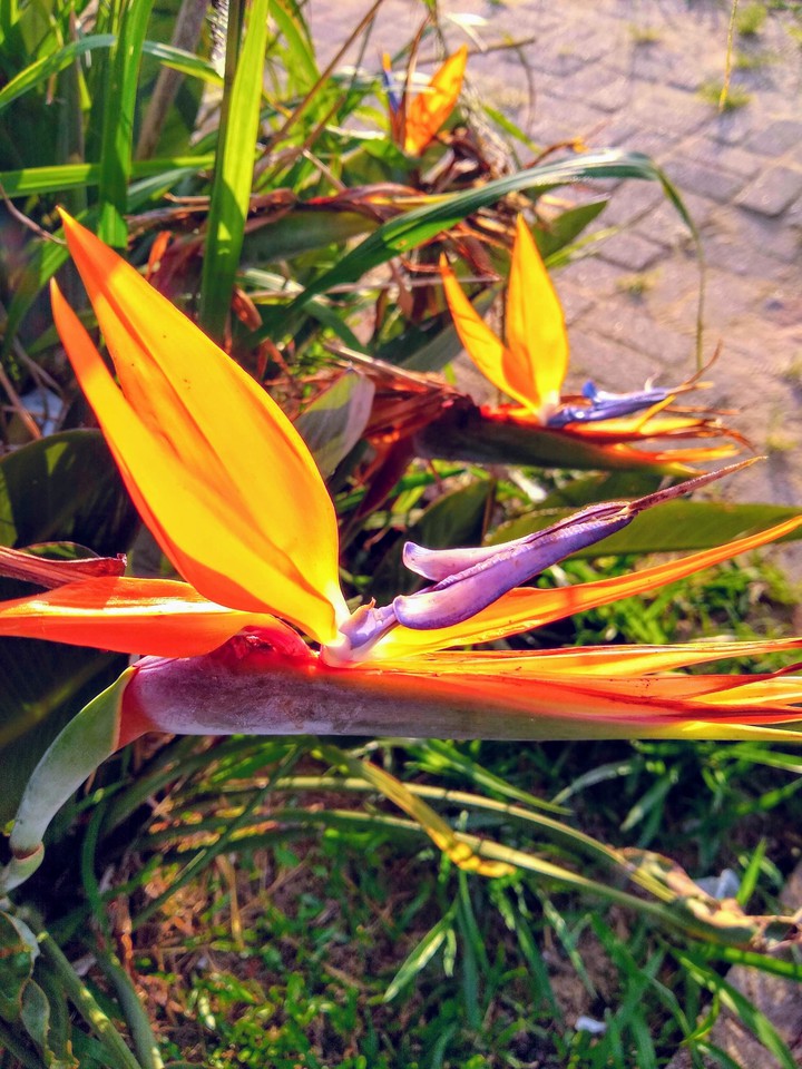 Primavera