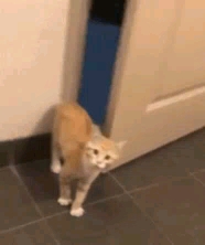 кот