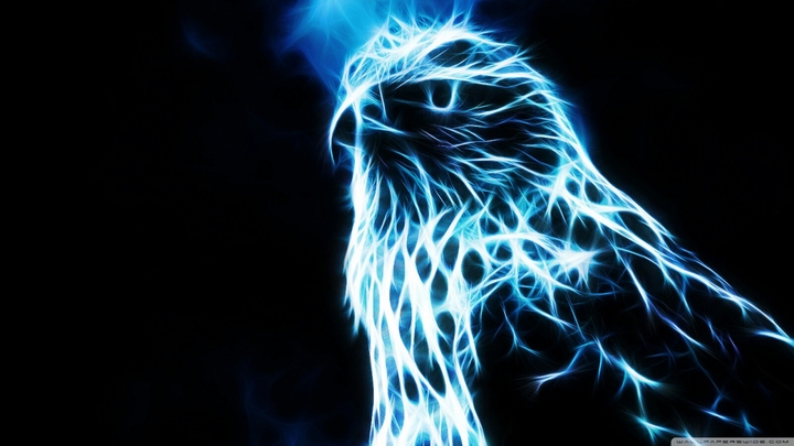 energy bird