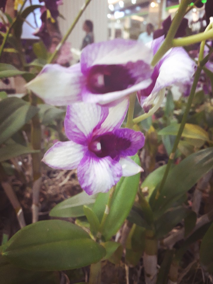 flower