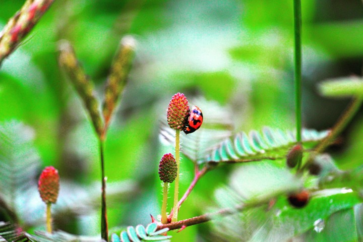 lady bird