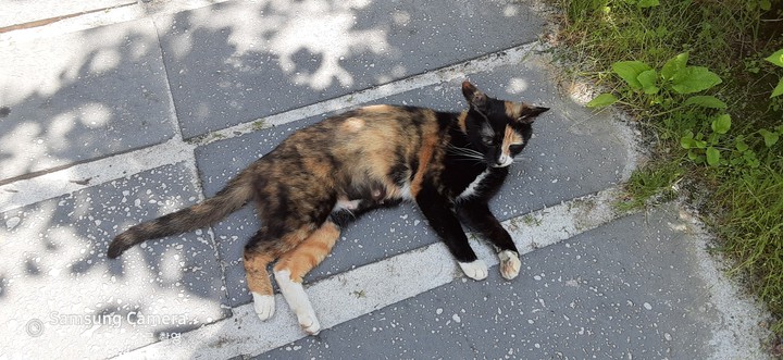 cat