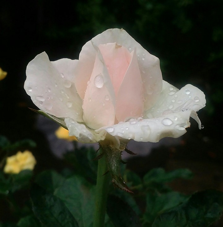 rose